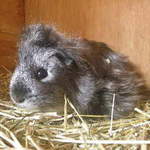 Mo guinea pig