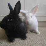 Lilly and Harry rabbits