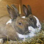 Toffee and Apple dutch rabbits