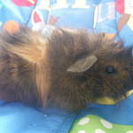 Archie guinea pig