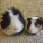 Rod and Rod jr guinea pigs