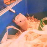 Diamond hamster