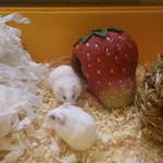 Kawaii and Kawaii winter white hamsters