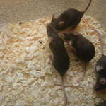 Fancy mice females Nov 11