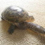 Lisa snake necked turtle
