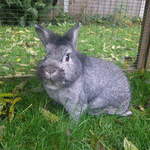 Arthur lionhead rabbit