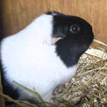 Rosie guinea pig