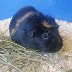 Gemma guinea pig