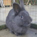 Theo rabbit