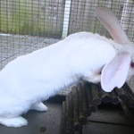 Bunny New Zealand white_phixr
