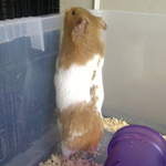 Rolo hamster