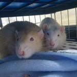  Pascal rats (2)