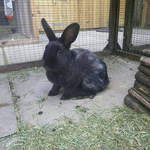 Vicky rabbit