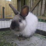 Tommy rabbit