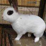 Deano rabbit