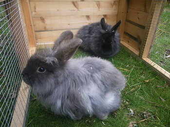 Robert and Rodney rabbits
