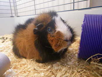 Kirsty guinea pig rescue