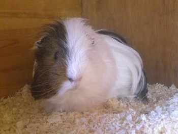 Tim guinea pig