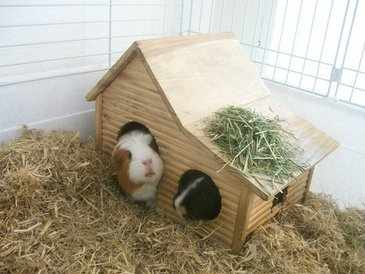 Indoor guinea pig boarding 2