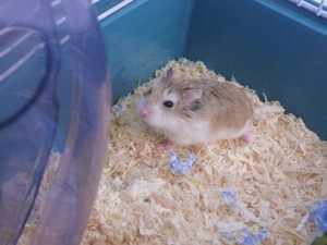 Kawaii hamster rehoming