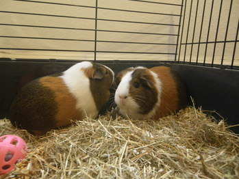 Maizie guinea pig and daughter
