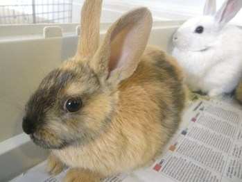 baby rabbits available for adoption