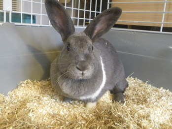 Tinkerbell Rabbit adoption Leeds