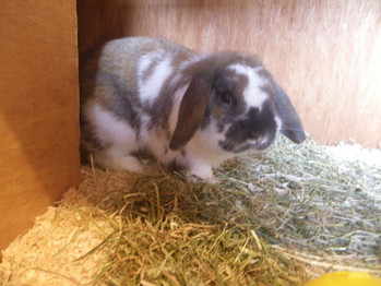 Cabbage dwarf lop available for adoption