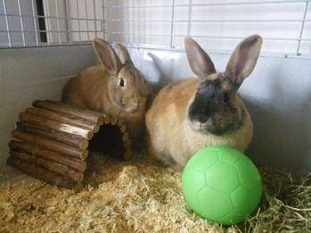 Robin & Rupert rescue rabbit