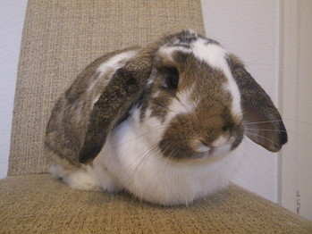 Benjy rabbit adoption Leeds