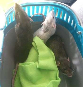 Three rescue rats
